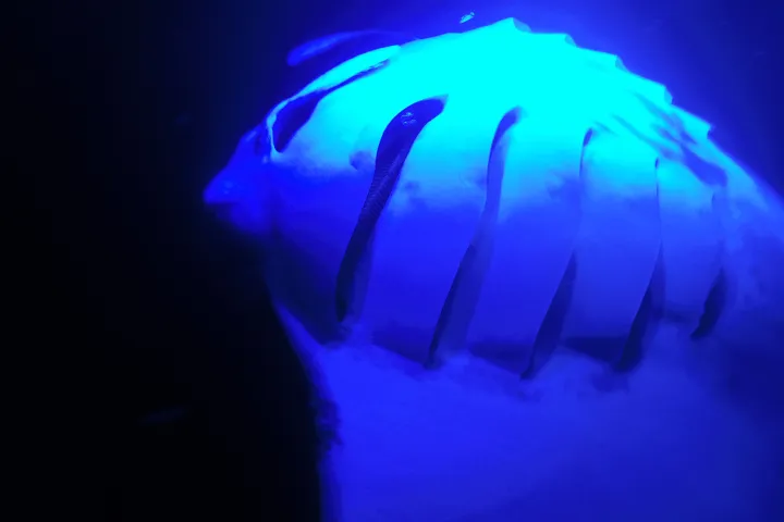 Manta Ray underwater at night
