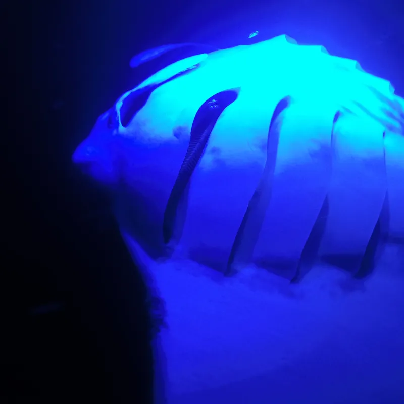 Manta Ray underwater at night