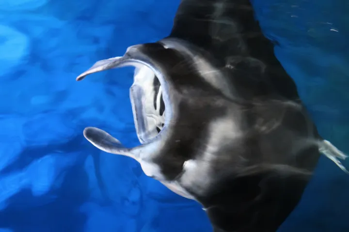 Manta Ray swimming at night