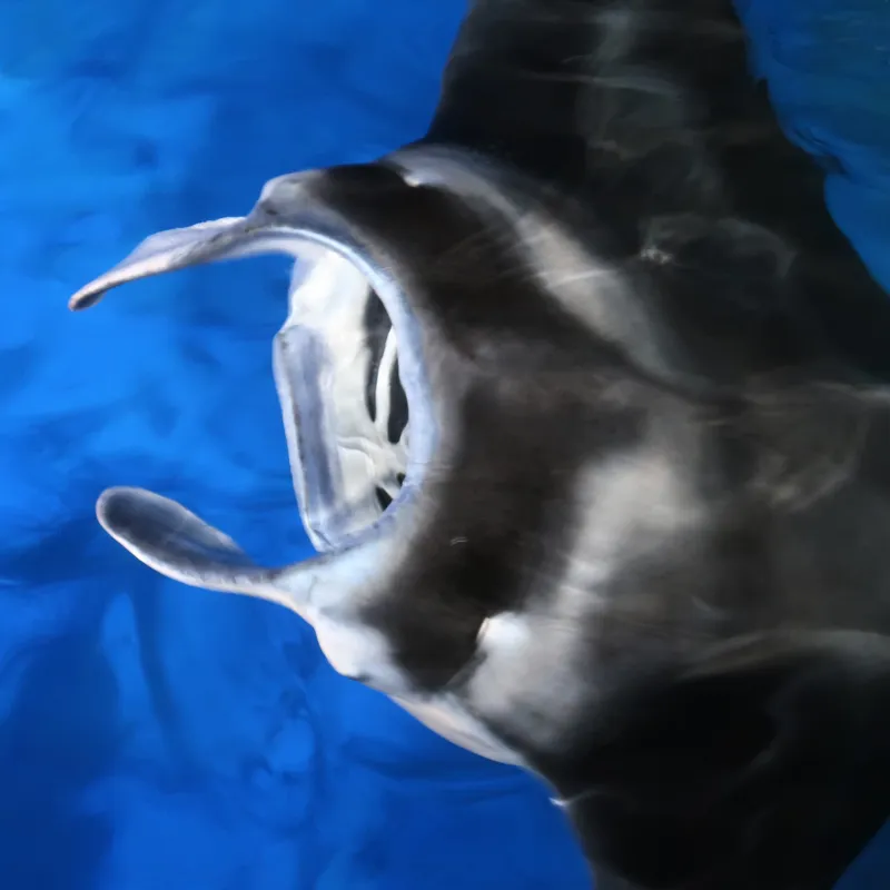 Manta Ray swimming at night