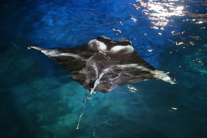 Manta Ray in water at night