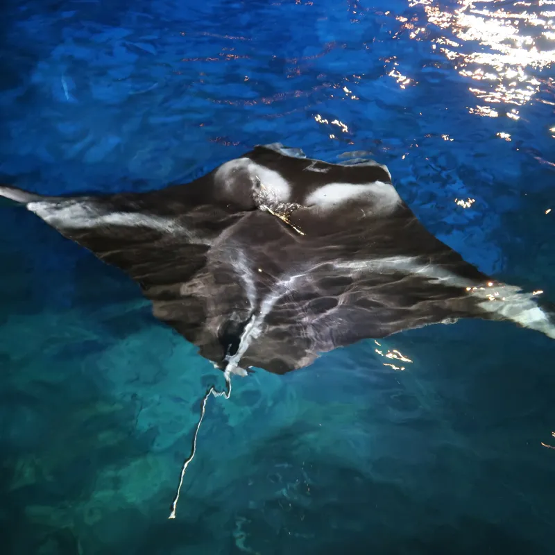 Manta Ray in water at night