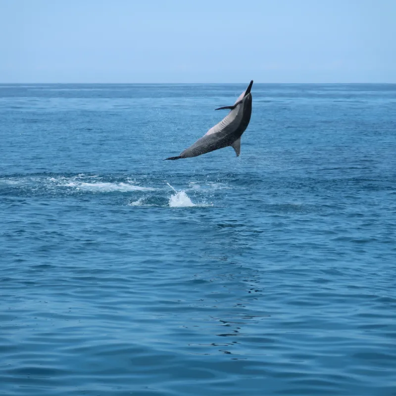 Hawaii Spinner Dolphin jumping out of water in Kealakekua Bay