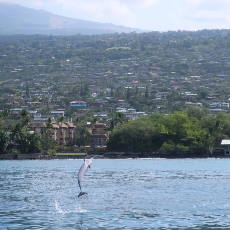 Hawaii Spinner Dolphin jumping out of water in Kealakekua Bay with view of Kailua-Kona