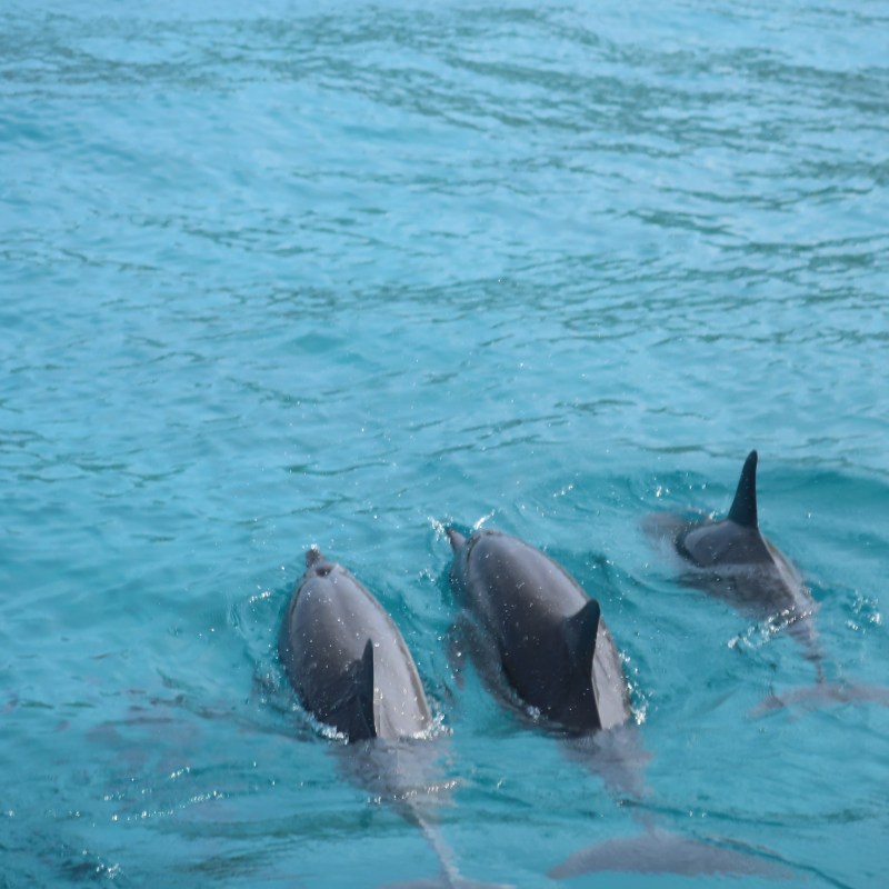 Hawaii Spinner Dolphins swimming in Kealakekua Bay