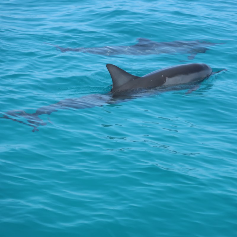 Hawaii Spinner Dolphins swimming in Kealakekua Bay