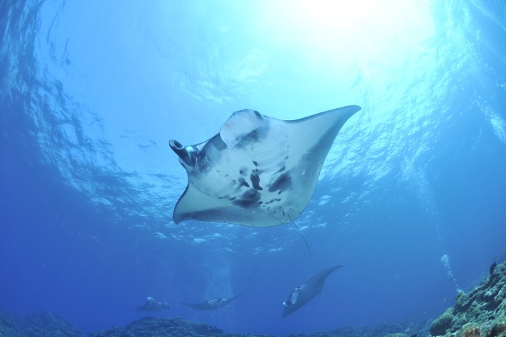 Manta Ray swimming in the ocean