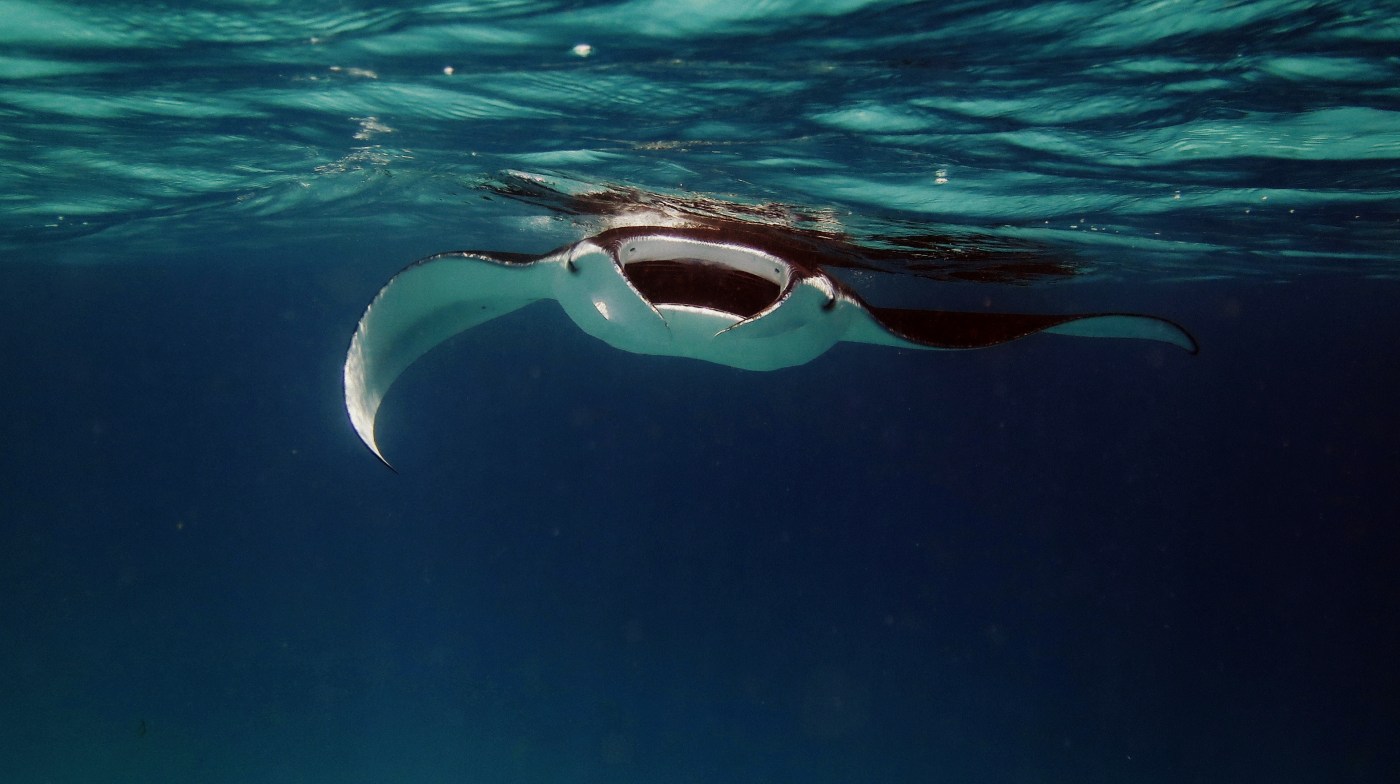 Hawaii Island and Ocean Tours photo 1 in Kailua Kona