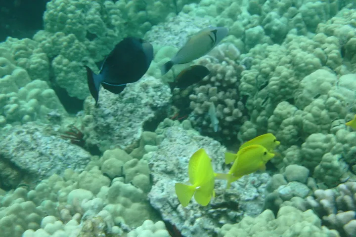Fish and coral in Captain Cook's Monument