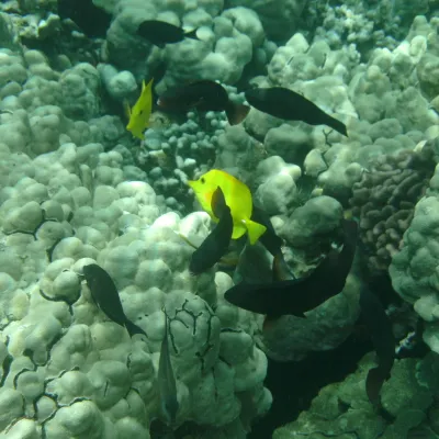 Fish and coral in Captain Cook's Monument